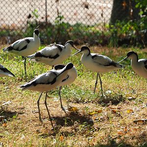 Eurasian pied avocets (Recurvirostra avosetta), 2020-08-15