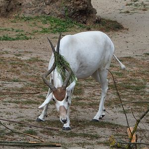 Addax (Addax nasomaculatus), 2020-08-15