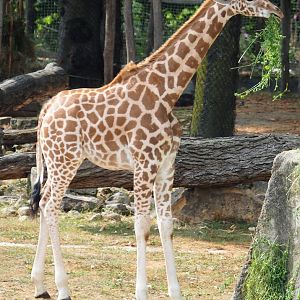 Feeding juvenile Kordofan giraffe (Giraffa camelopardalis antiquorum), 2020-08-15