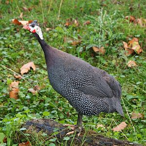Helmeted guineafowl (Numida meleagris), 2020-08-15