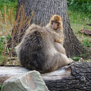 Barbary macaques (Macaca sylvanus), 2020-08-15