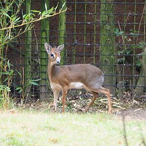 Kirk's dik-dik (Madoqua kirkii), 2020-08-15