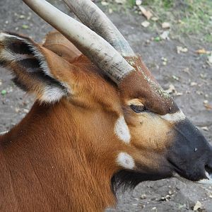 Mountain bongo (Tragelaphus eurycerus isaaci), 2020-08-15