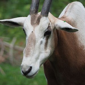 Scimitar-horned oryx (Oryx dammah), 2020-08-15