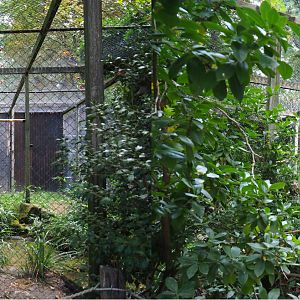 Bald eagle aviary (Former scarlet macaw aviary), 2020-08-15