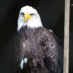 Bald eagle (Haliaeetus leucocephalus), 2020-08-15