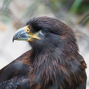 Striated caracara (Phalcoboenus australis), 2020-08-15