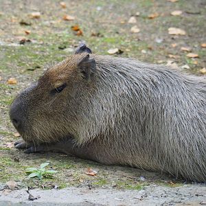 Capybara (Hydrochoerus hydrochaeris), 2020-08-15