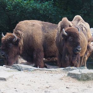 American Plains bisons (Bison bison bison), 2020-08-15