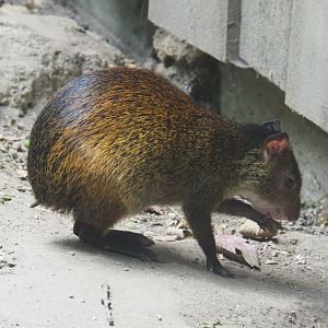 Black-rumped agouti (Dasyprocta prymnolopha), 2020-08-15