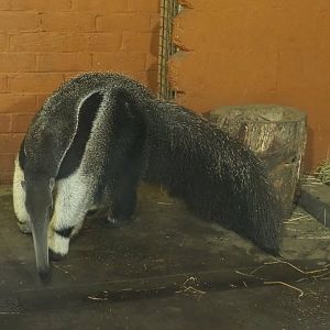 Giant anteater (Myrmecophaga tridactyla), 2020-08-15