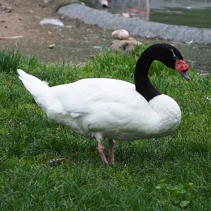 Black-necked swan (Cygnus melancoryphus), 2020-08-15