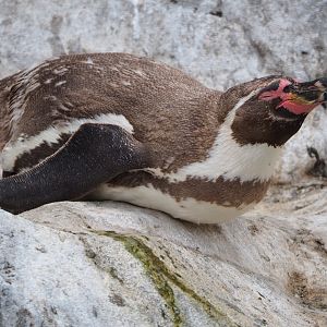 Humboldt penguin (Spheniscus humboldti), 2020-08-15