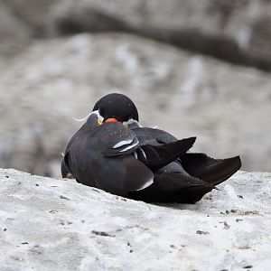 Sleeping Inca tern (Larosterna inca), 2020-08-15