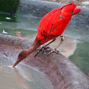 Sub-adult Scarlet ibis (Eudocimus ruber), 2020-08-15