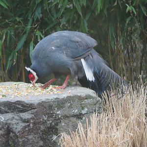 Blue eared pheasant (Crossoptilon auritum), 2020-08-15