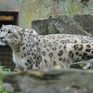 Snow leopard (Panthera uncia), 2020-08-15