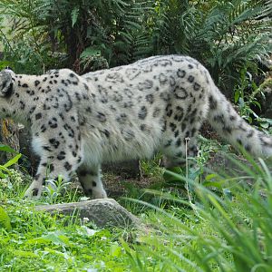 Snow leopard (Panthera uncia), 2020-08-15