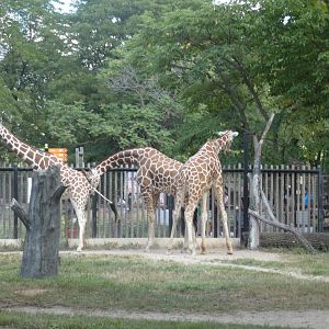 Habitat Africa, Giraffe Feeding