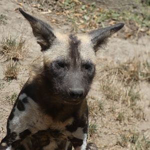 Habitat Africa, Painted Dog Puppy