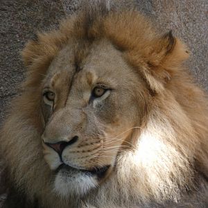 Big Cat Grottos, Male African Lion