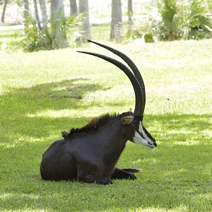Sable antelope [2017]