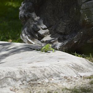 Wild green iguana [2017]