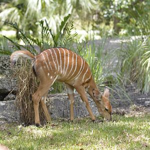 Lowland nyala [2017]