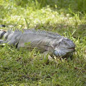 Wild green iguana [2017]