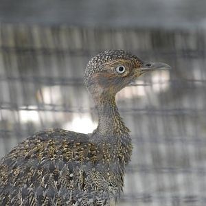 Buff-crested bustard [2017]