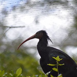 Northern bald ibis [2017]