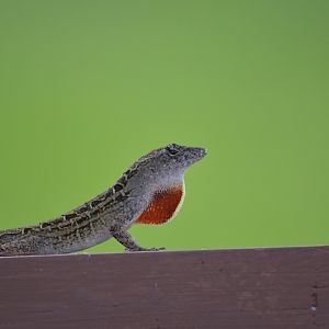 Wild brown anole [2017]