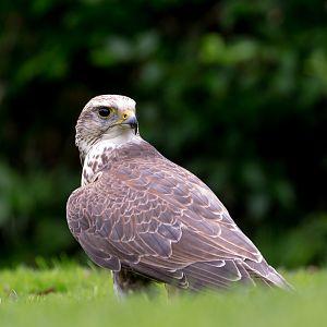 Saker falcon : Cotswold Falconry Centre : 04 Sep 2020