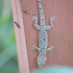 Wild Mediterranean house gecko [2017]