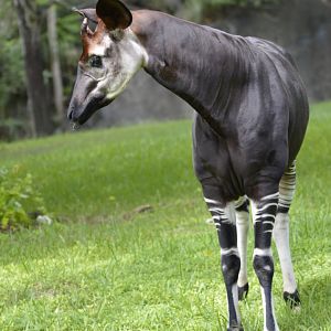Okapi [2017]