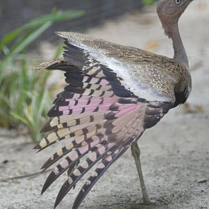 Buff-crested bustard [2017]