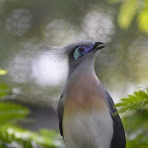 Crested coua [2017]