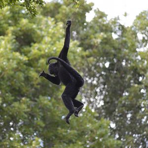 Geoffroy’s spider monkey [2017]