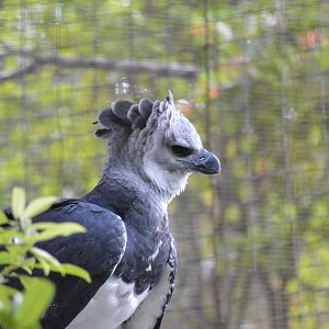 Harpy eagle [2017]