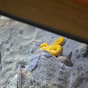 Eyelash viper [2017]