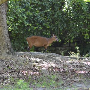 Bay duiker [2017]