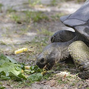 Galápagos giant tortoise [2017]