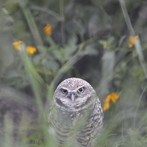 Burrowing owl [2017]