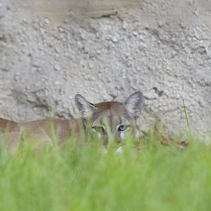 Florida panther [2017]
