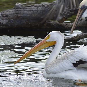 American white pelican [2017]