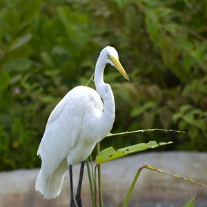 Great egret [2017]