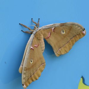 Polyphemus moth [2017]