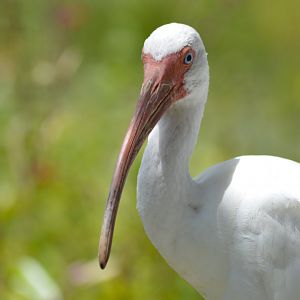 American white ibis [2017]