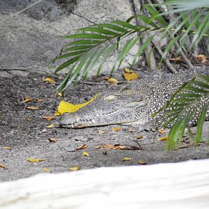 Cuban crocodile [2017]