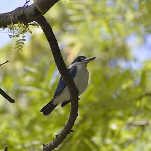 Collared kingfisher [2017]